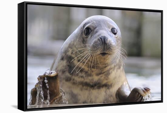 Rescued Grey Seal Pup (Halichoerus Grypus)-Nick Upton-Framed Stretched Canvas