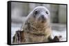 Rescued Grey Seal Pup (Halichoerus Grypus)-Nick Upton-Framed Stretched Canvas