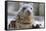 Rescued Grey Seal Pup (Halichoerus Grypus)-Nick Upton-Framed Stretched Canvas