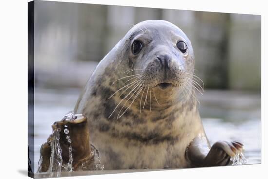 Rescued Grey Seal Pup (Halichoerus Grypus)-Nick Upton-Stretched Canvas