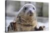 Rescued Grey Seal Pup (Halichoerus Grypus)-Nick Upton-Stretched Canvas