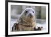 Rescued Grey Seal Pup (Halichoerus Grypus)-Nick Upton-Framed Photographic Print