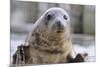 Rescued Grey Seal Pup (Halichoerus Grypus)-Nick Upton-Mounted Photographic Print