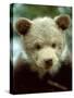 Rescued Grizzly Bear Cub, Montana, USA-Jim Zuckerman-Stretched Canvas