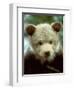 Rescued Grizzly Bear Cub, Montana, USA-Jim Zuckerman-Framed Photographic Print