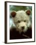 Rescued Grizzly Bear Cub, Montana, USA-Jim Zuckerman-Framed Photographic Print