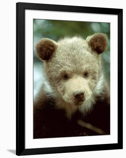 Rescued Grizzly Bear Cub, Montana, USA-Jim Zuckerman-Framed Photographic Print