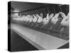 Research Lab at Eli Lilly Drug Manufacturing Plant Uses Rabbits to Test Distilled Water-null-Stretched Canvas