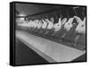 Research Lab at Eli Lilly Drug Manufacturing Plant Uses Rabbits to Test Distilled Water-null-Framed Stretched Canvas