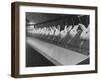 Research Lab at Eli Lilly Drug Manufacturing Plant Uses Rabbits to Test Distilled Water-null-Framed Photographic Print