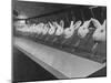 Research Lab at Eli Lilly Drug Manufacturing Plant Uses Rabbits to Test Distilled Water-null-Mounted Photographic Print
