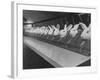 Research Lab at Eli Lilly Drug Manufacturing Plant Uses Rabbits to Test Distilled Water-null-Framed Photographic Print