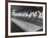 Research Lab at Eli Lilly Drug Manufacturing Plant Uses Rabbits to Test Distilled Water-null-Framed Photographic Print