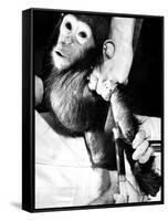 Researchers Testing Immunity of a Chimp That Was Inoculated with Polio Vaccine-null-Framed Stretched Canvas
