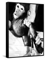 Researchers Testing Immunity of a Chimp That Was Inoculated with Polio Vaccine-null-Framed Stretched Canvas