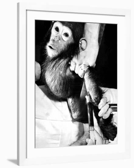 Researchers Testing Immunity of a Chimp That Was Inoculated with Polio Vaccine-null-Framed Photographic Print