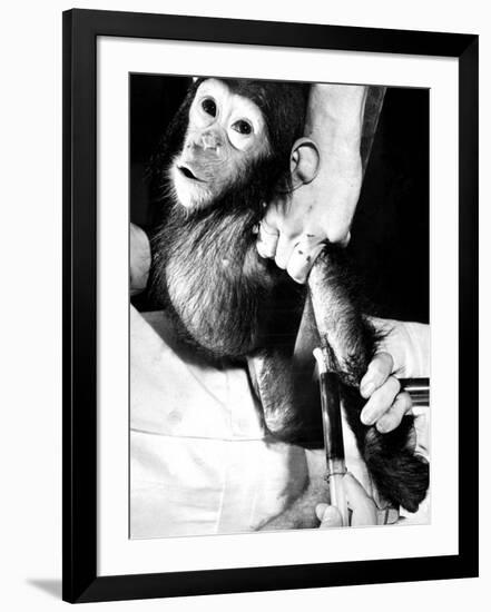 Researchers Testing Immunity of a Chimp That Was Inoculated with Polio Vaccine-null-Framed Photographic Print