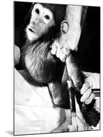 Researchers Testing Immunity of a Chimp That Was Inoculated with Polio Vaccine-null-Mounted Photographic Print