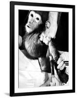 Researchers Testing Immunity of a Chimp That Was Inoculated with Polio Vaccine-null-Framed Photographic Print