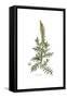 Reseda Alba, Flora Graeca-Ferdinand Bauer-Framed Stretched Canvas