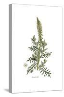 Reseda Alba, Flora Graeca-Ferdinand Bauer-Stretched Canvas