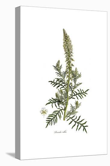 Reseda Alba, Flora Graeca-Ferdinand Bauer-Stretched Canvas