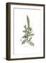 Reseda Alba, Flora Graeca-Ferdinand Bauer-Framed Giclee Print