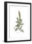 Reseda Alba, Flora Graeca-Ferdinand Bauer-Framed Giclee Print