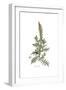 Reseda Alba, Flora Graeca-Ferdinand Bauer-Framed Giclee Print