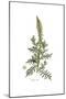 Reseda Alba, Flora Graeca-Ferdinand Bauer-Mounted Giclee Print