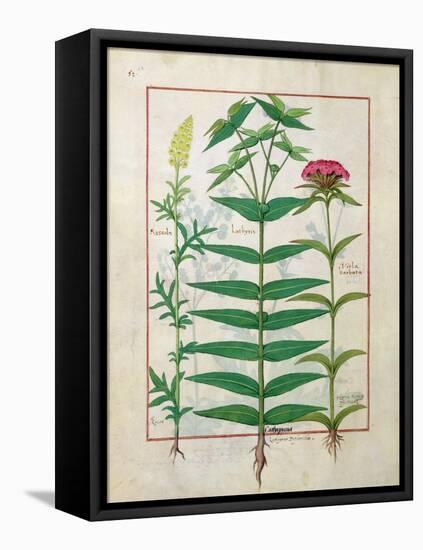 Reseda, Euphorbia and Dianthus, Illustration from the 'Book of Simple Medicines' Platearius-Robinet Testard-Framed Stretched Canvas