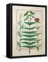 Reseda, Euphorbia and Dianthus, Illustration from the 'Book of Simple Medicines' Platearius-Robinet Testard-Framed Stretched Canvas