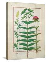 Reseda, Euphorbia and Dianthus, Illustration from the 'Book of Simple Medicines' Platearius-Robinet Testard-Stretched Canvas