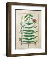 Reseda, Euphorbia and Dianthus, Illustration from the 'Book of Simple Medicines' Platearius-Robinet Testard-Framed Giclee Print