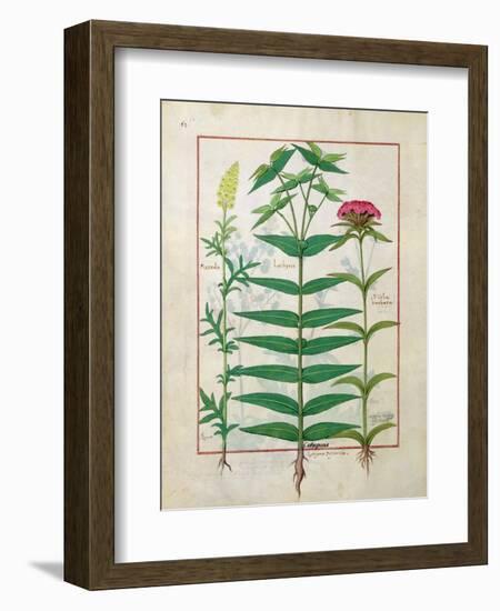 Reseda, Euphorbia and Dianthus, Illustration from the 'Book of Simple Medicines' Platearius-Robinet Testard-Framed Giclee Print