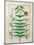Reseda, Euphorbia and Dianthus, Illustration from the 'Book of Simple Medicines' Platearius-Robinet Testard-Mounted Giclee Print