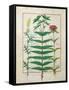 Reseda, Euphorbia and Dianthus, Illustration from the 'Book of Simple Medicines' Platearius-Robinet Testard-Framed Stretched Canvas