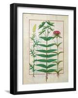 Reseda, Euphorbia and Dianthus, Illustration from the 'Book of Simple Medicines' Platearius-Robinet Testard-Framed Giclee Print