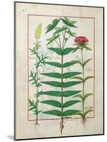 Reseda, Euphorbia and Dianthus, Illustration from the 'Book of Simple Medicines' Platearius-Robinet Testard-Mounted Giclee Print