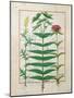 Reseda, Euphorbia and Dianthus, Illustration from the 'Book of Simple Medicines' Platearius-Robinet Testard-Mounted Giclee Print