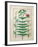 Reseda, Euphorbia and Dianthus, Illustration from the 'Book of Simple Medicines' Platearius-Robinet Testard-Framed Giclee Print