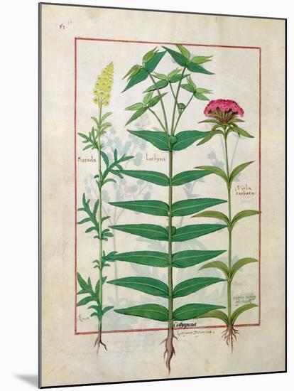 Reseda, Euphorbia and Dianthus, Illustration from the 'Book of Simple Medicines' Platearius-Robinet Testard-Mounted Giclee Print