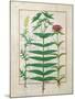 Reseda, Euphorbia and Dianthus, Illustration from the 'Book of Simple Medicines' Platearius-Robinet Testard-Mounted Giclee Print