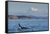 Resident Killer Whale Bull-Michael Nolan-Framed Stretched Canvas