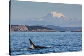 Resident Killer Whale Bull-Michael Nolan-Stretched Canvas