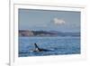 Resident Killer Whale Bull-Michael Nolan-Framed Photographic Print