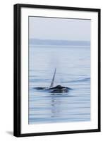 Resident Killer Whale Bull-Michael Nolan-Framed Photographic Print