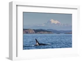 Resident Killer Whale Bull-Michael Nolan-Framed Photographic Print