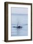 Resident Killer Whale Bull-Michael Nolan-Framed Photographic Print