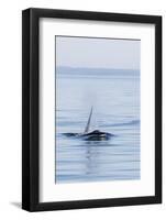 Resident Killer Whale Bull-Michael Nolan-Framed Photographic Print